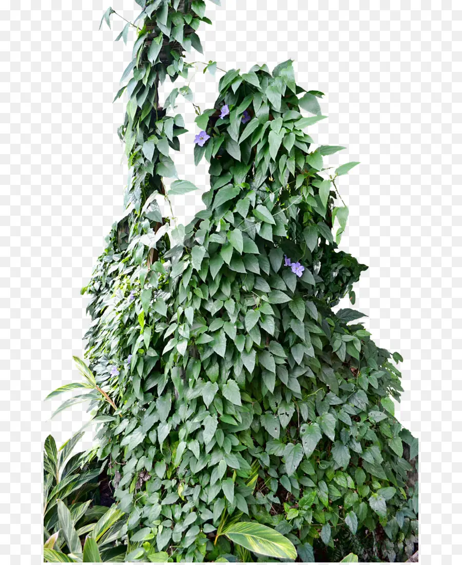 Ivy，Vid PNG