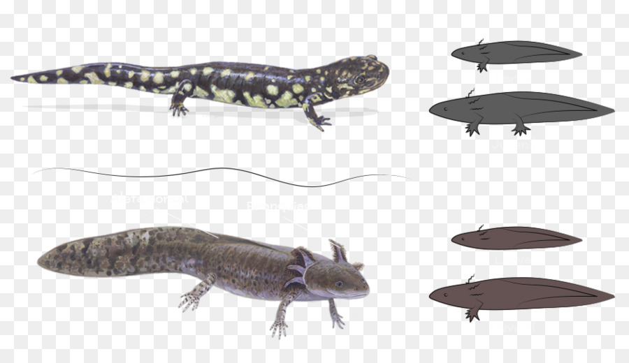 Tritón，Ecosistema PNG