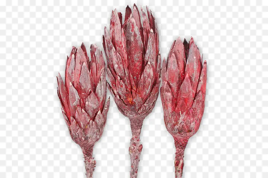 Sugarbushes，Protea Repens PNG