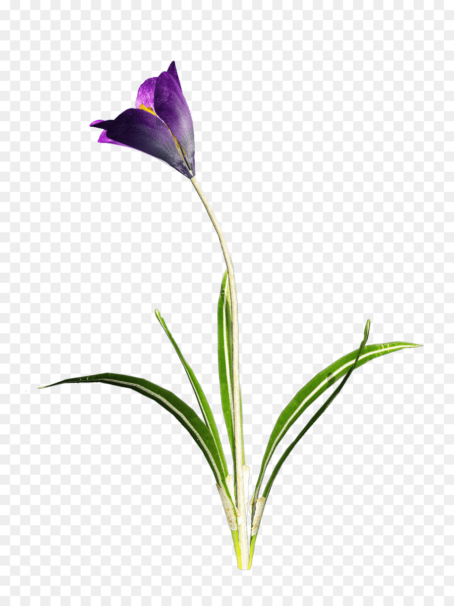 Crocus Vernus，La Nieve Crocus PNG