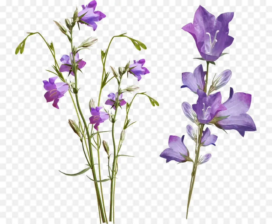 Flores，Púrpura PNG