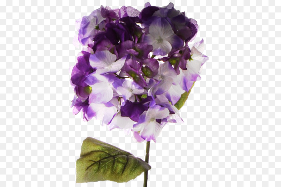 Hortensia，Las Flores Cortadas PNG