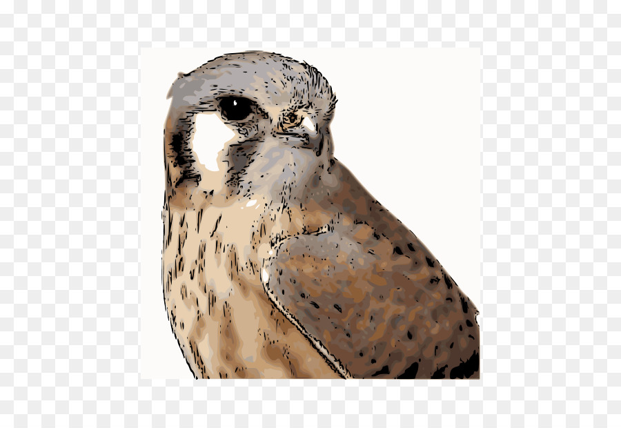 Kestrel，Pájaro PNG