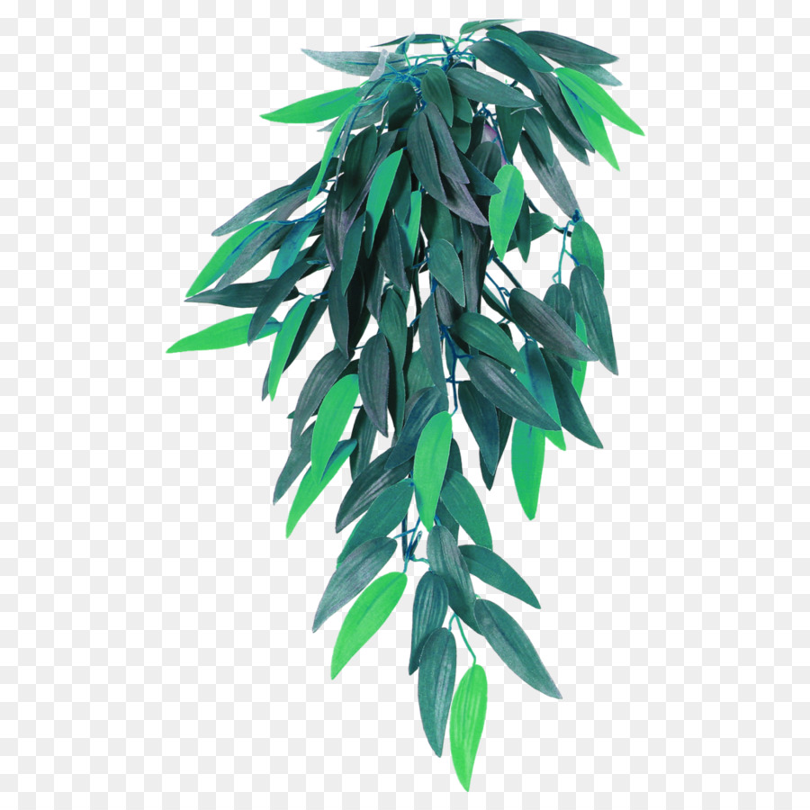 Planta De Interior，Arecaceae PNG