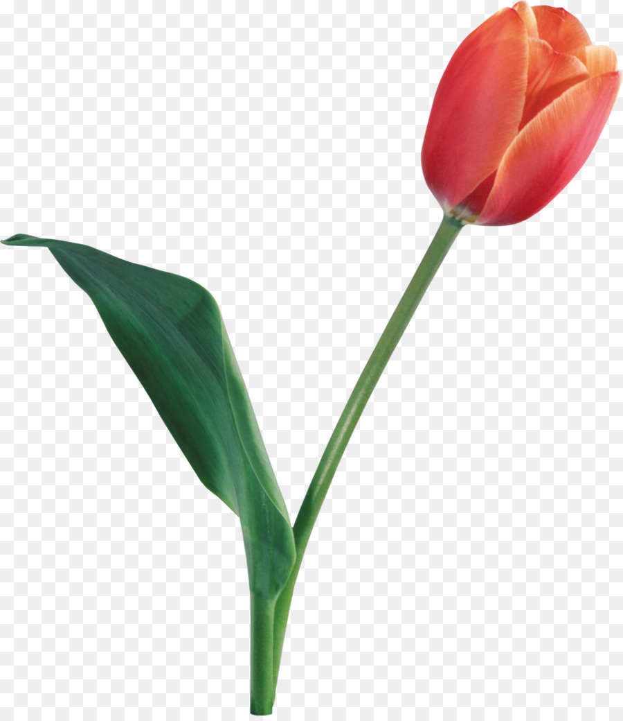 Tulipán，Planta PNG