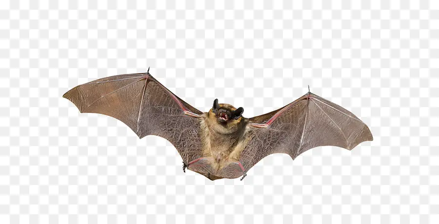 Bat，Pequeño Murciélago Marrón PNG