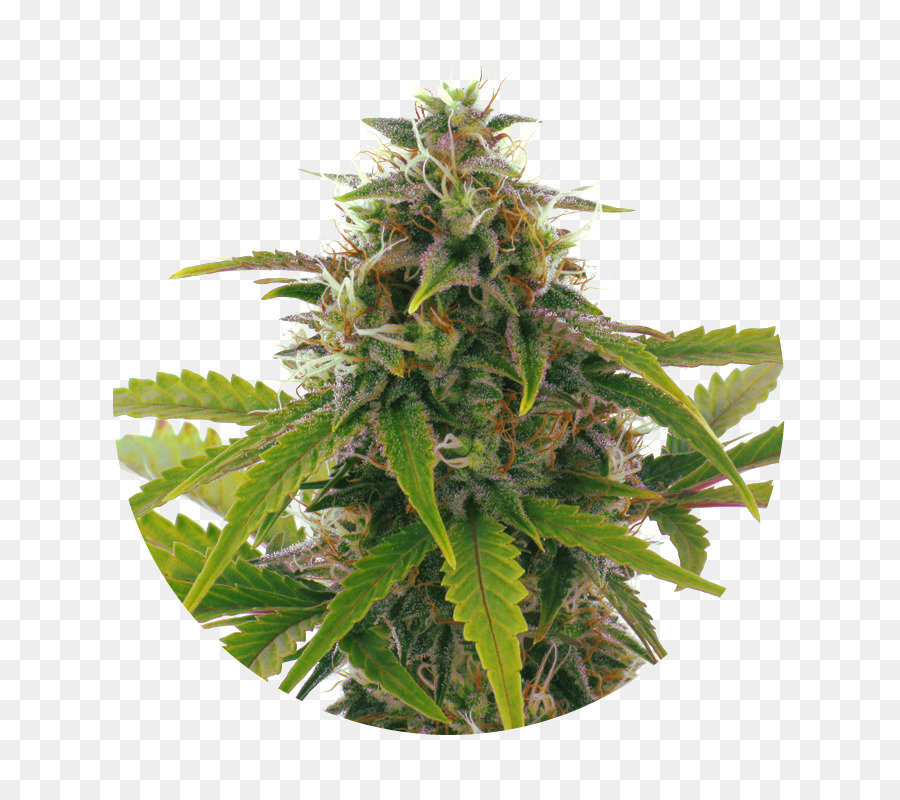 El Cannabis，Haze PNG
