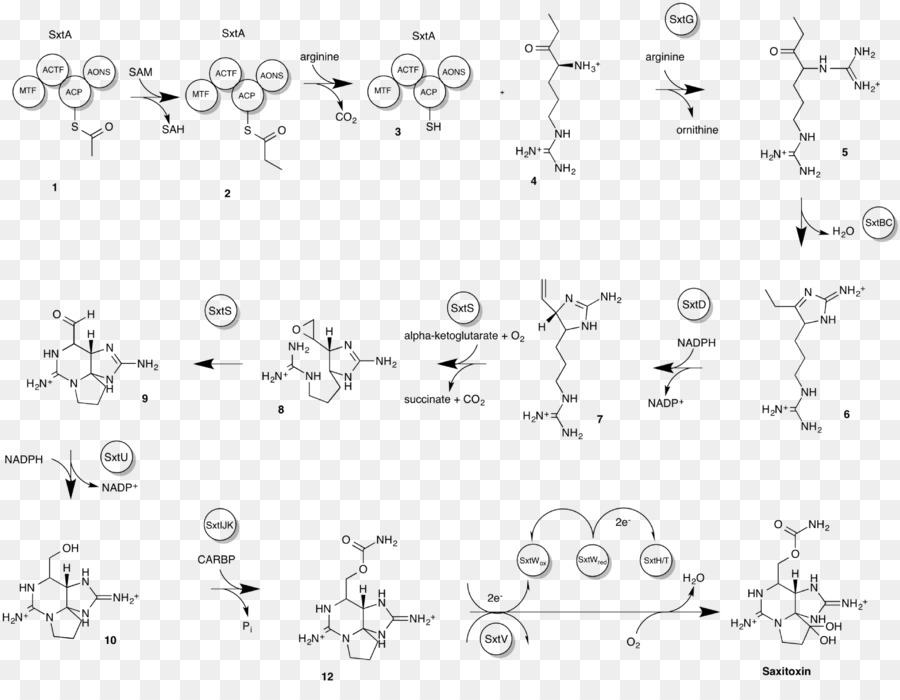 Reacción Química，Fórmula PNG