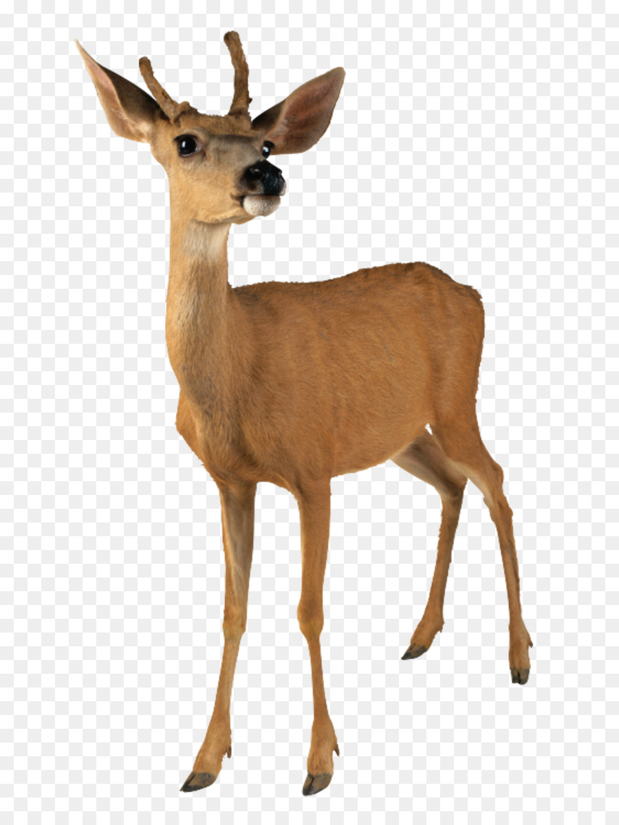 Ciervo，Venado De Cola Blanca PNG