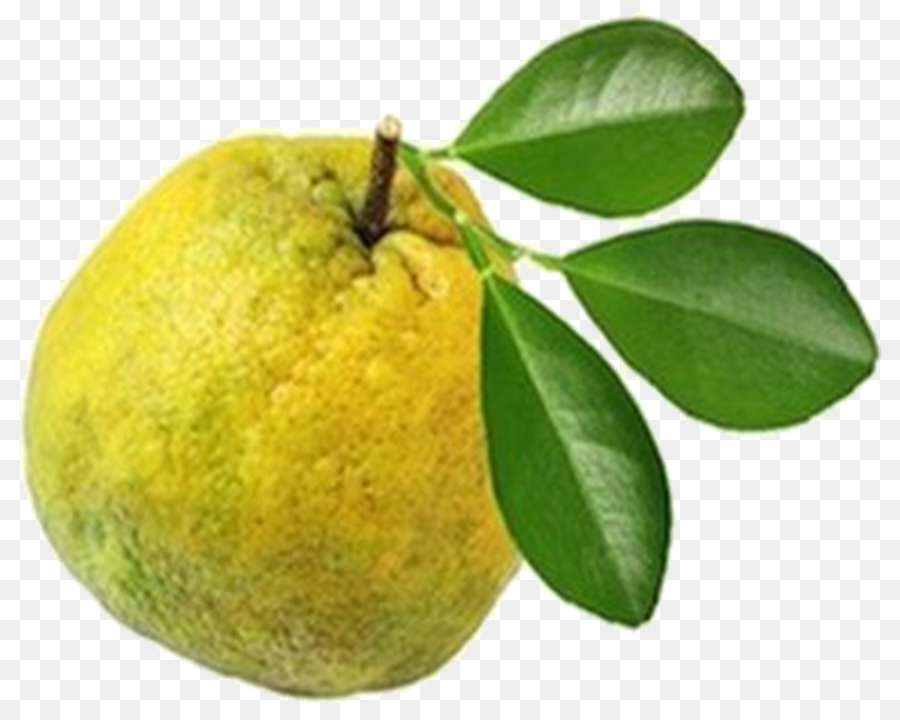 Key Lime，La Naranja Amarga PNG