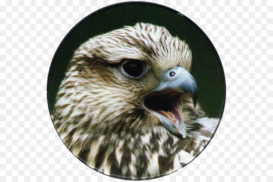 Hawk，Pájaro PNG