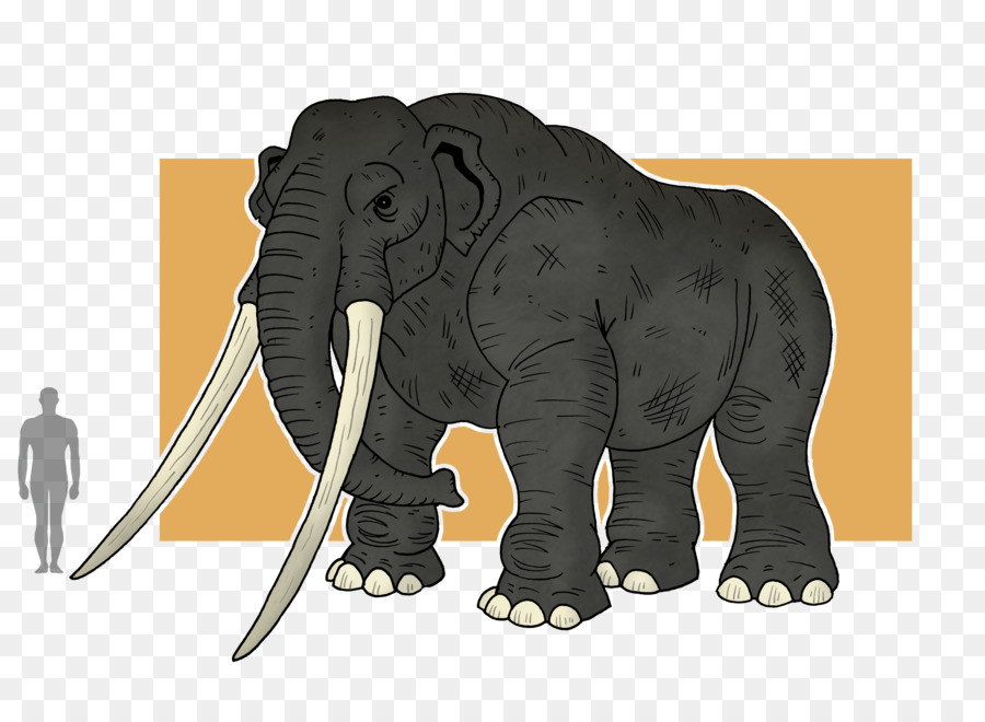 Elefante Indio，El Elefante Africano PNG