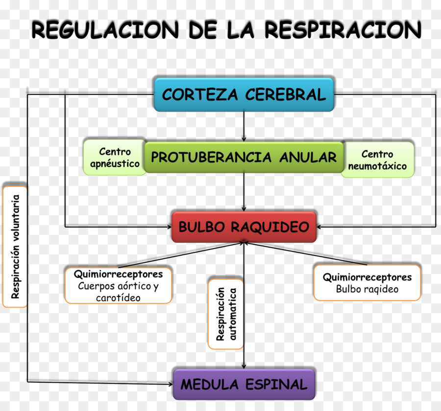 La Respiración，Fisiología PNG