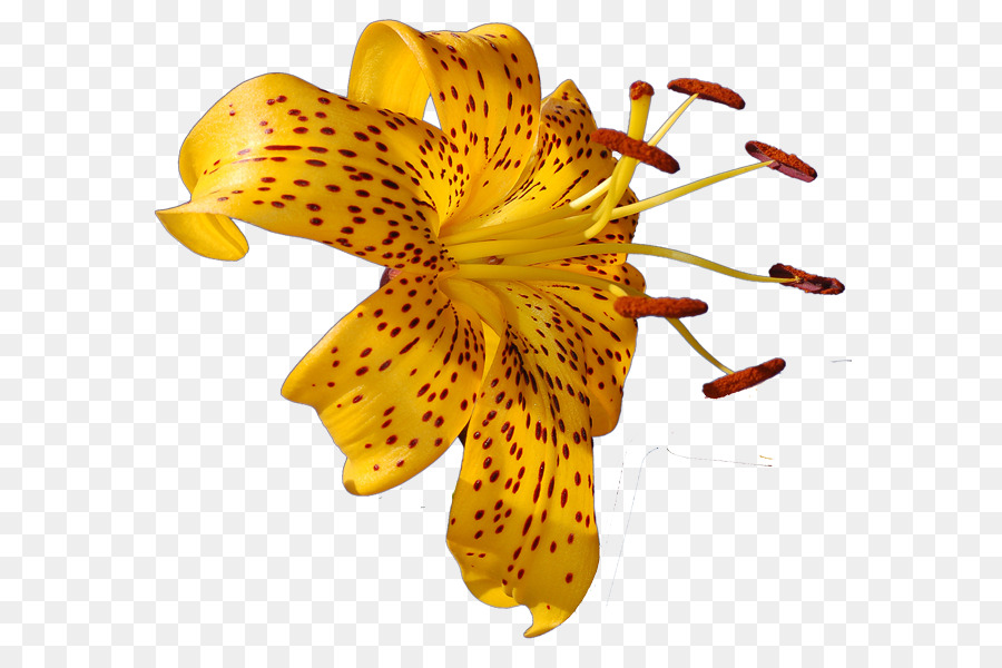 Lilio，Flor PNG