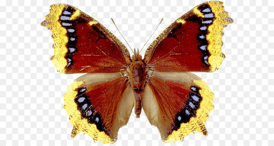 Mariposa Negra，Alas PNG