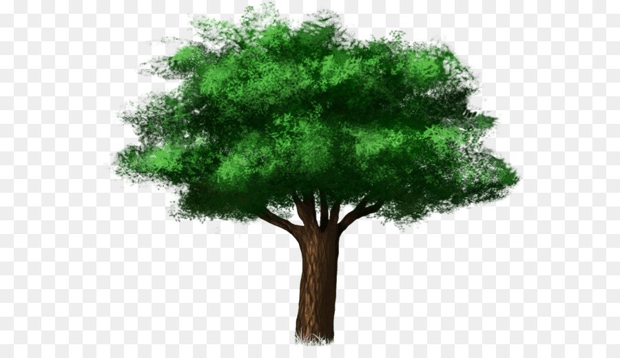 Rama，árbol PNG