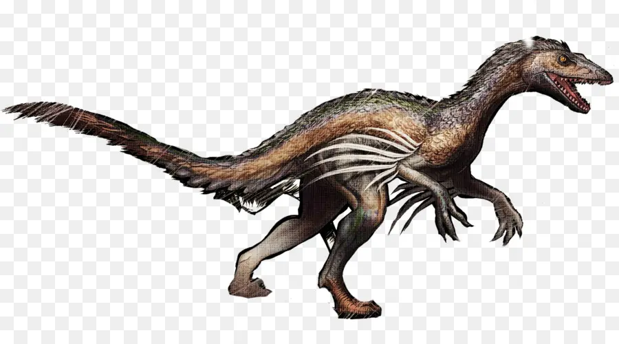 Velociraptor，Troodon PNG