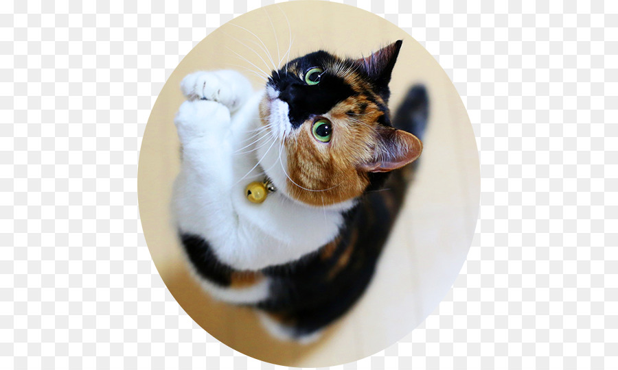 Gato，Gatito PNG