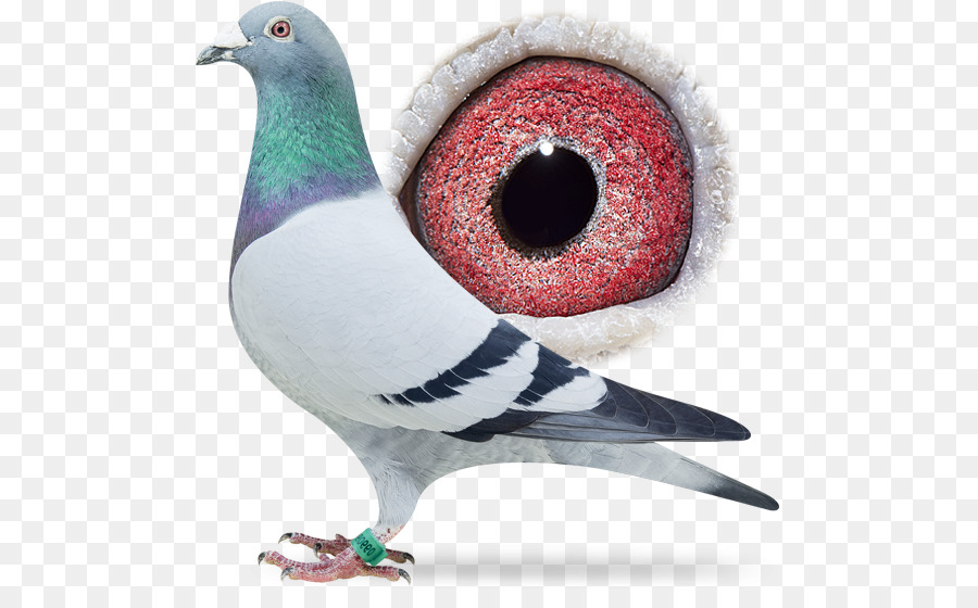 Homing Pigeon，Carreras De Homero PNG