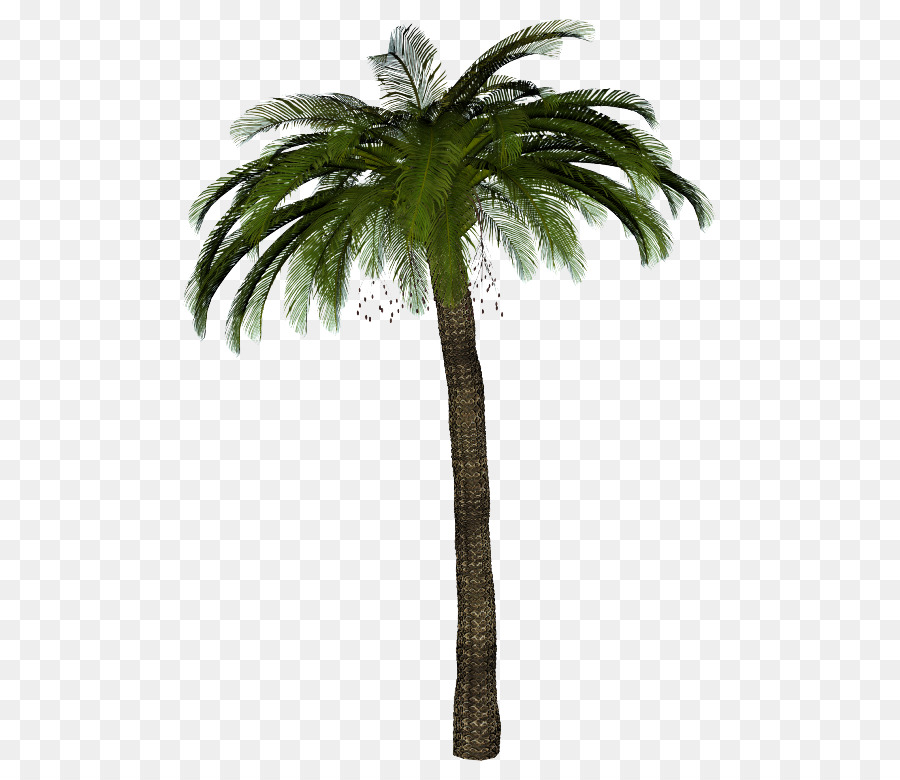 Palmera，Tropical PNG