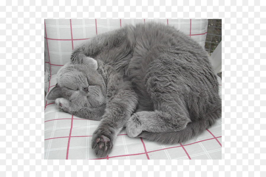 Azul Ruso，British Shorthair PNG