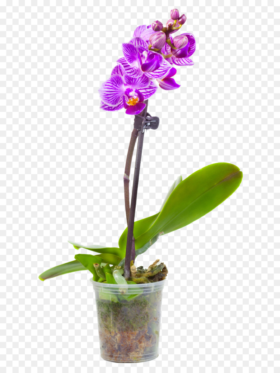 La Polilla De Las Orquídeas，Maceta PNG