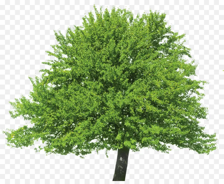 árbol，Una Fotografía De Stock PNG