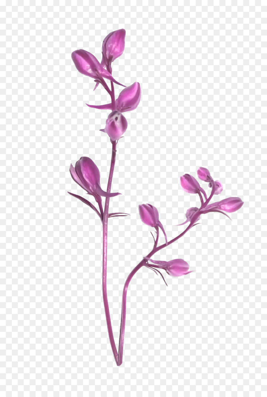 Dibujo De Flores，Bosquejo PNG