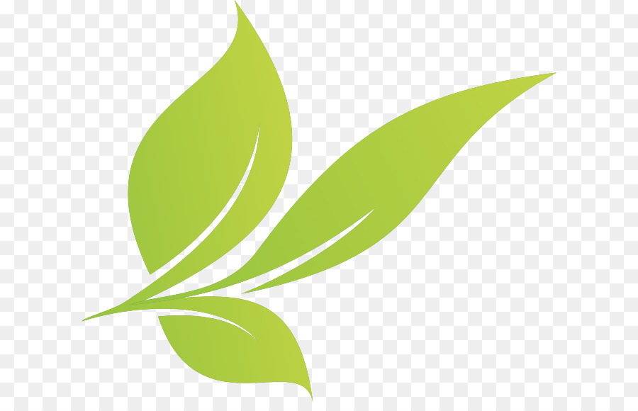 Hojas Verdes，Planta PNG