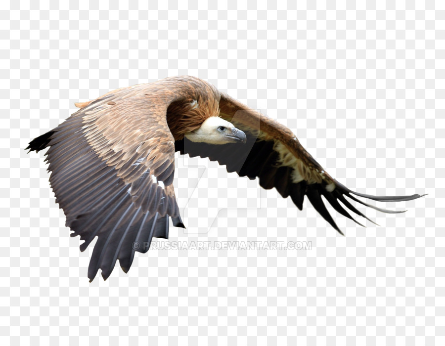águila Calva，Aves PNG