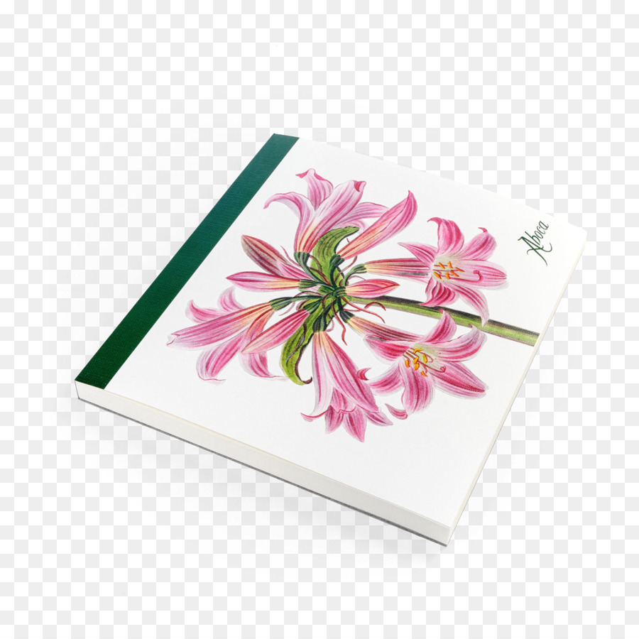 Aboca Museum，Jersey Lily PNG