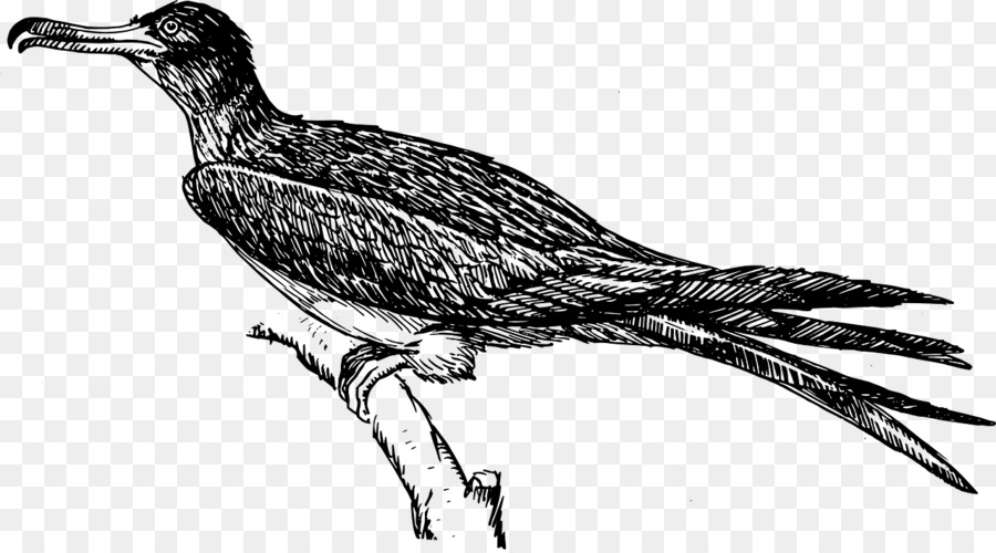 Dibujo De Aves，En Blanco Y Negro PNG