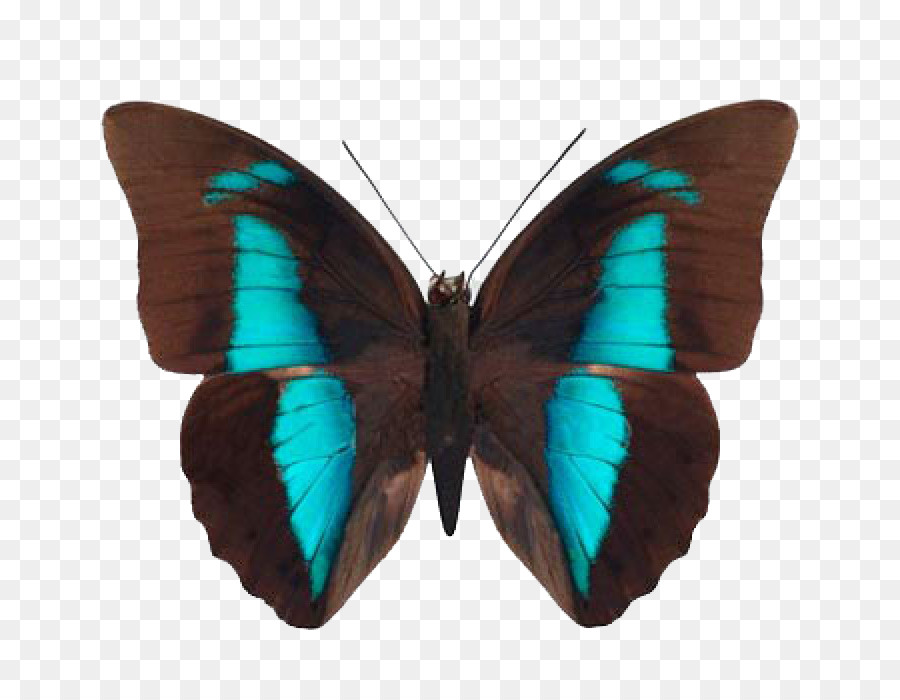 Mariposa Marrón，Alas PNG