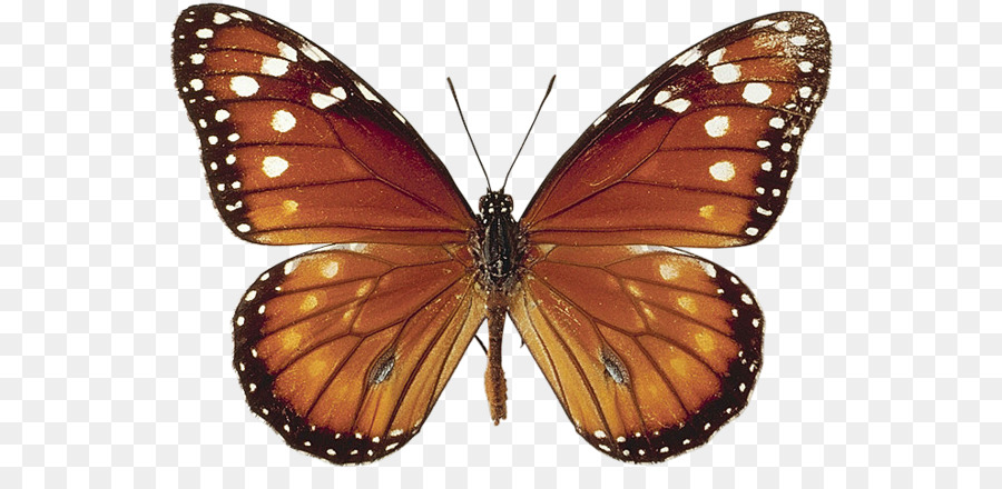 La Mariposa Monarca，Mariposa PNG