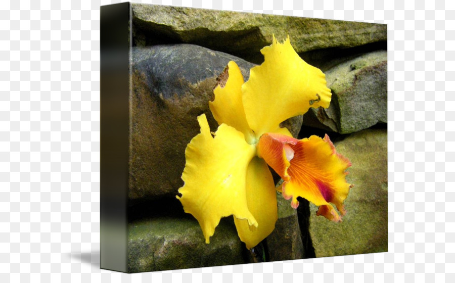 Las Orquídeas Cattleya，Violeta PNG