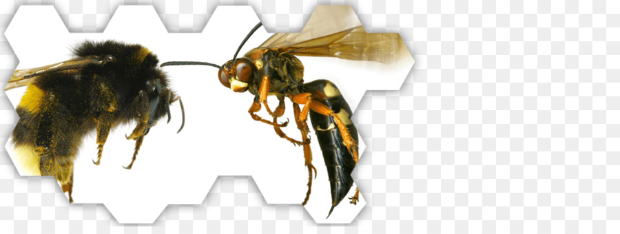 Hornet，Abeja PNG