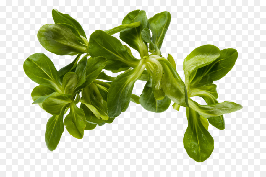 Vegetal De Hoja，Hoja PNG