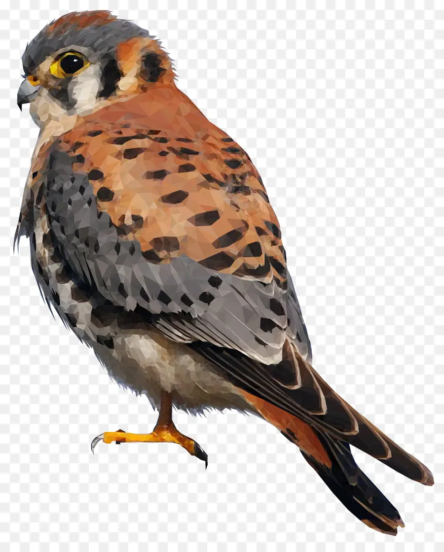 Cernícalo Americano，Kestrel PNG