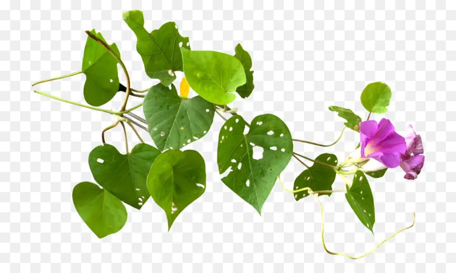 Planta Herbácea，Blog PNG