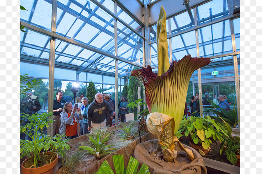 Flor，Titan Arum PNG