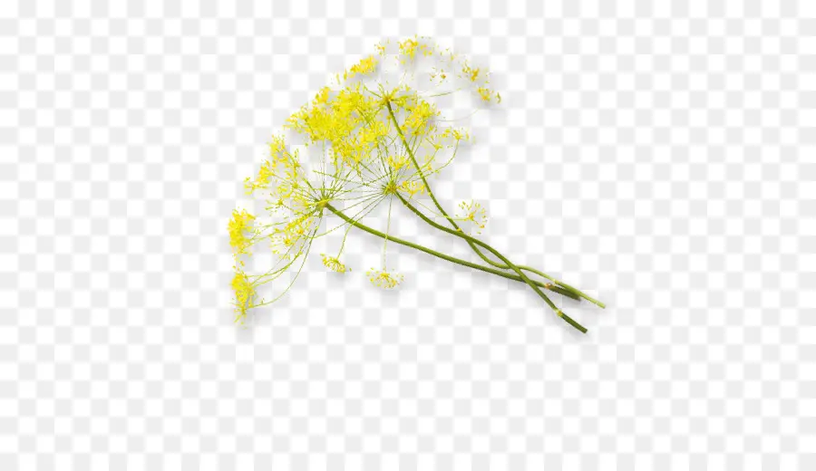 Flores Amarillas，Tallos PNG