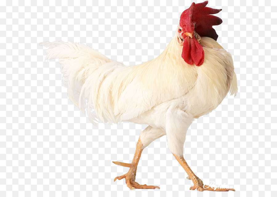 Pollo，Gallo PNG