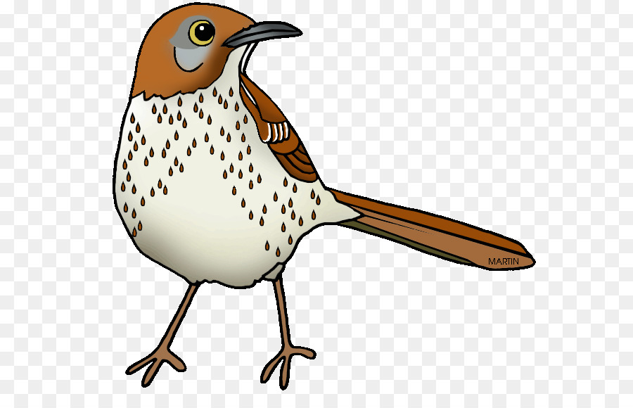 Pájaro，Plumas PNG