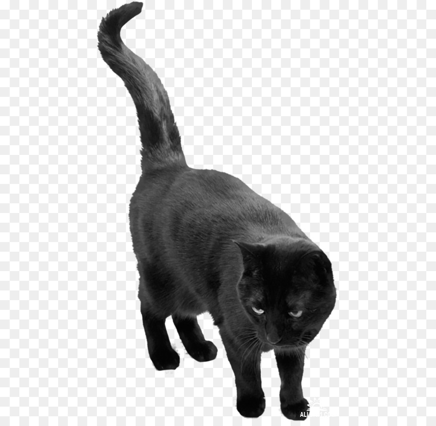 Gato，La Creencia PNG