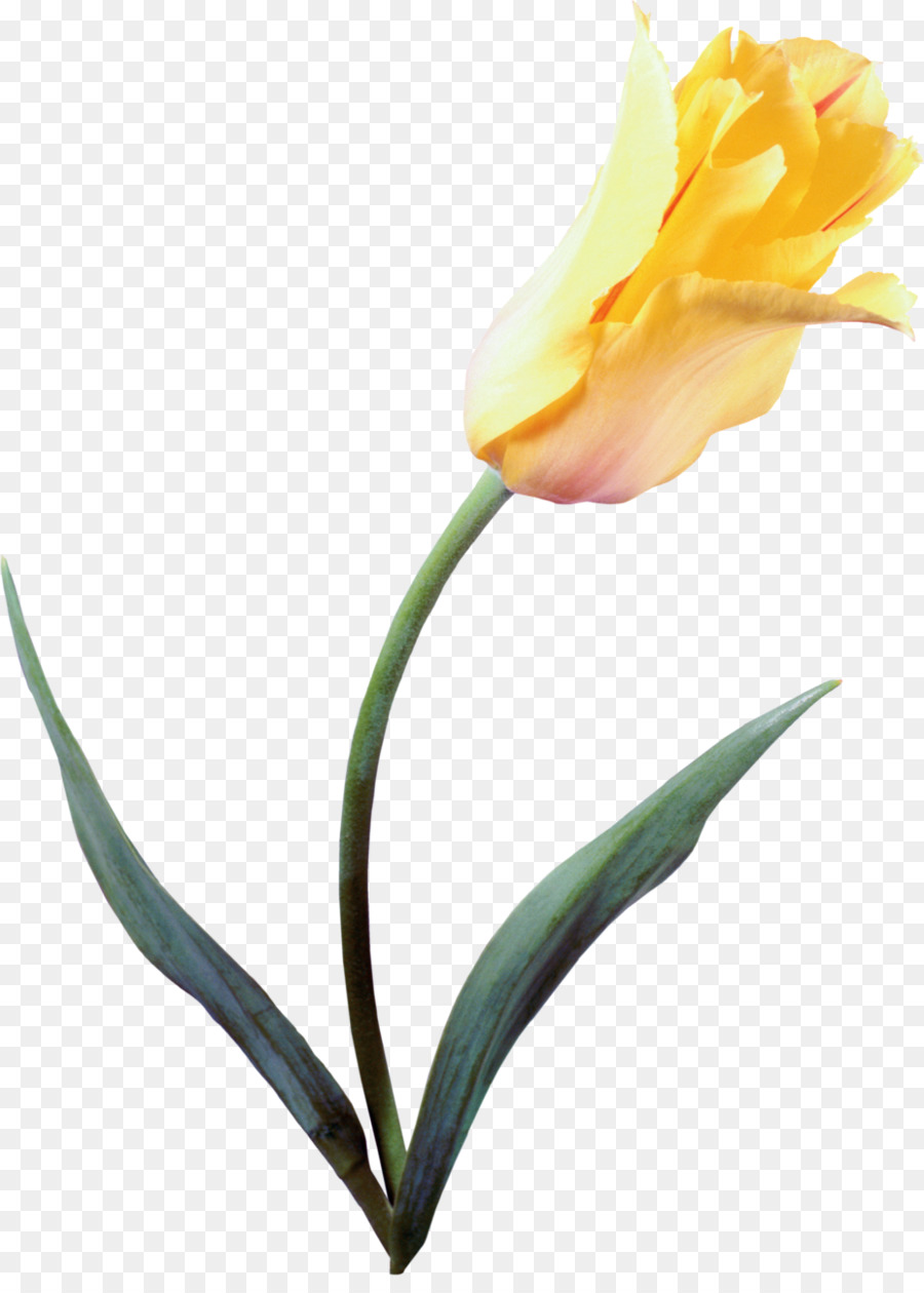 Tulip La Historia De Una Flor Que Ha Hecho A Los Hombres Locos，Flor PNG