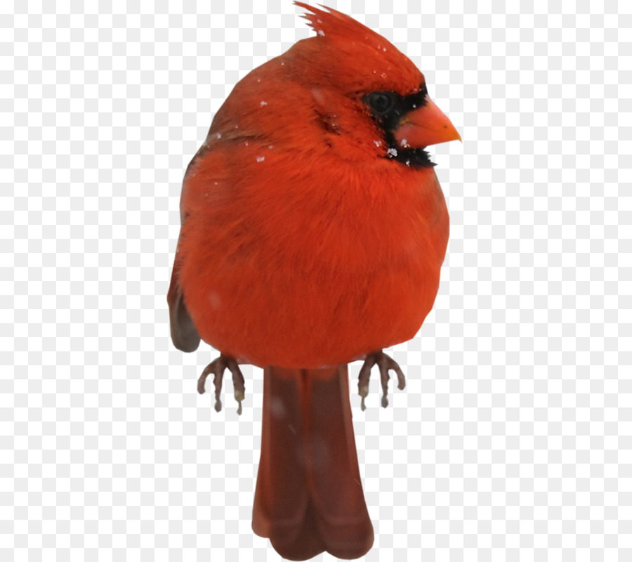 Pájaro Rojo，Cardenal PNG