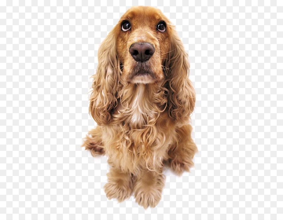 Perro，Mascota PNG