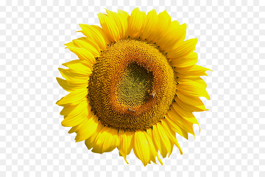 Girasol，Flor PNG