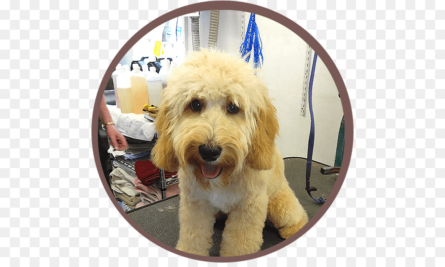 Cockapoo，Goldendoodle PNG