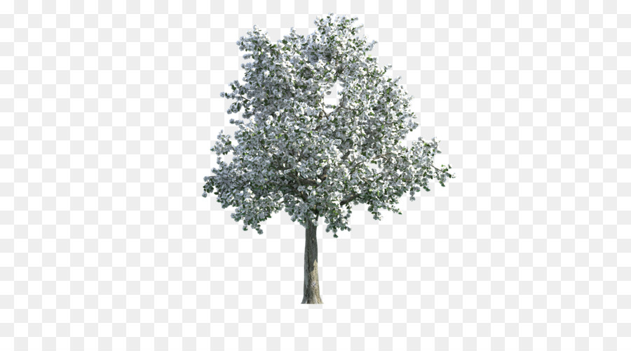 árbol，El Mapeo De Texturas PNG